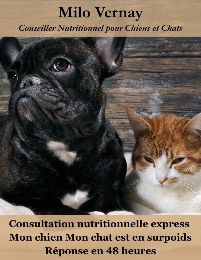 Consultation nutrition chien et chat surpoids