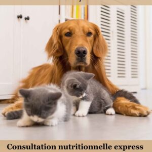 Consultation nutrition chien et chat personnalisée