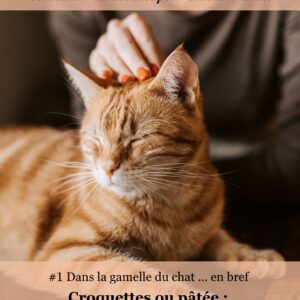 Croquettes ou pâtée : ce que préfère vraiment ton chat