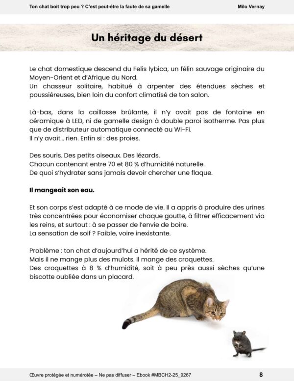 Ton chat boit trop peu ? C'est peut-être la faute de la gamelle – Image 3