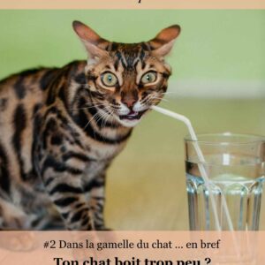 mini ebook chat - mon chat boit trop peu