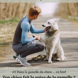 mini ebook chien - mon chien ne mange plus
