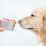 Conseil nutrition Chien