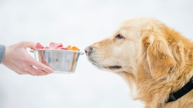 Conseil nutrition Chien