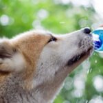 Conseil nutrition chien - l'eau en été