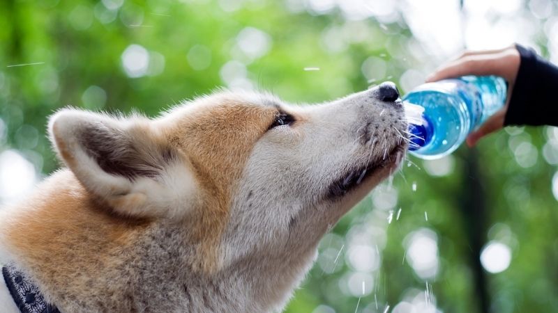 Conseil nutrition chien - l'eau en été